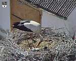 Capi_Dubne_20260528_160002.jpg