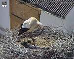 Capi_Dubne_20260528_162502.jpg