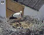 Capi_Dubne_20260528_163003.jpg