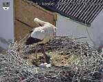 Capi_Dubne_20260528_165002.jpg