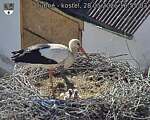 Capi_Dubne_20260528_165503.jpg