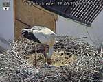 Capi_Dubne_20260528_170503.jpg