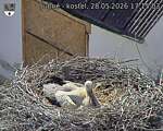 Capi_Dubne_20260528_171503.jpg
