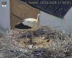 Capi_Dubne_20260528_174003.jpg