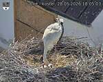 Capi_Dubne_20260528_180503.jpg