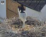 Capi_Dubne_20260528_181502.jpg