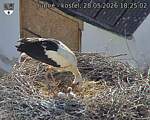 Capi_Dubne_20260528_182502.jpg