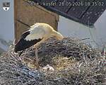 Capi_Dubne_20260528_183502.jpg
