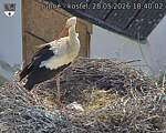 Capi_Dubne_20260528_184002.jpg