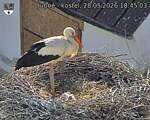 Capi_Dubne_20260528_184503.jpg