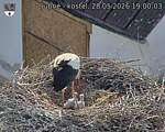 Capi_Dubne_20260528_190003.jpg