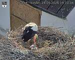 Capi_Dubne_20260528_191004.jpg