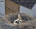 Capi_Dubne_20260528_192003.jpg
