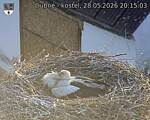 Capi_Dubne_20260528_201503.jpg