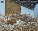 Capi_Dubne_20260528_204004.jpg
