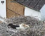 Capi_Dubne_20260528_210003.jpg