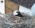 Capi_Dubne_20260528_211003.jpg