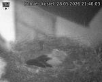 Capi_Dubne_20260528_214003.jpg
