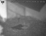 Capi_Dubne_20260528_215502.jpg