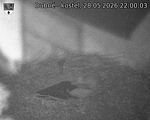 Capi_Dubne_20260528_220003.jpg