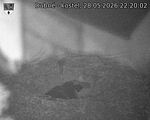 Capi_Dubne_20260528_222002.jpg