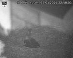 Capi_Dubne_20260528_225003.jpg