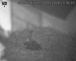 Capi_Dubne_20260528_230003.jpg