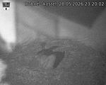 Capi_Dubne_20260528_232002.jpg