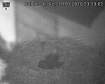 Capi_Dubne_20260528_235002.jpg