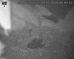Capi_Dubne_20260529_004002.jpg