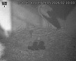 Capi_Dubne_20260529_021003.jpg