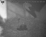 Capi_Dubne_20260529_030503.jpg