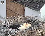 Capi_Dubne_20260529_045004.jpg