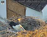 Capi_Dubne_20260529_052502.jpg