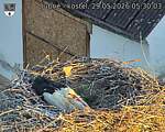 Capi_Dubne_20260529_053003.jpg