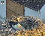 Capi_Dubne_20260529_053504.jpg