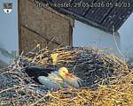 Capi_Dubne_20260529_054003.jpg