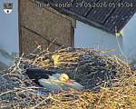 Capi_Dubne_20260529_054504.jpg