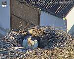 Capi_Dubne_20260529_060003.jpg