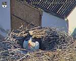 Capi_Dubne_20260529_060502.jpg
