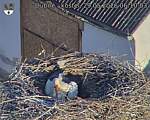 Capi_Dubne_20260529_061003.jpg