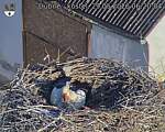 Capi_Dubne_20260529_062004.jpg