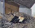 Capi_Dubne_20260529_065003.jpg