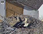 Capi_Dubne_20260529_070502.jpg