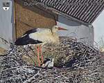 Capi_Dubne_20260529_071004.jpg