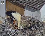 Capi_Dubne_20260529_072002.jpg