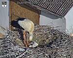 Capi_Dubne_20260529_072504.jpg