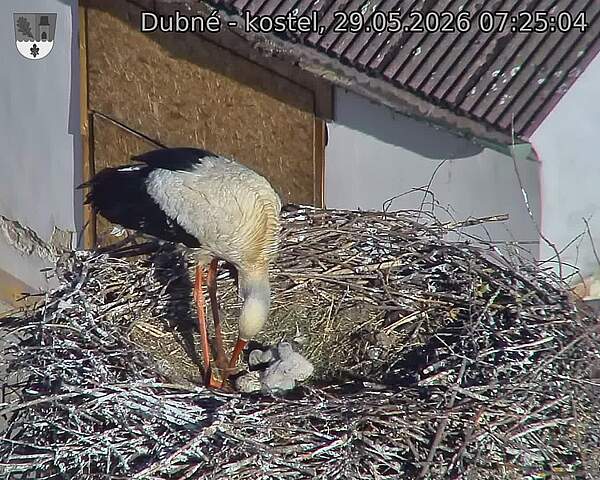 Capi_Dubne_20260529_072504.jpg (1350&nbsp;x&nbsp;1080)