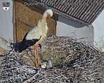 Capi_Dubne_20260529_073004.jpg