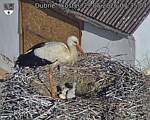 Capi_Dubne_20260529_073504.jpg